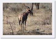 12SopaSerengeti - 13 * Hartebeest.